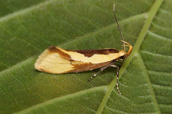 (Harpella forficella)