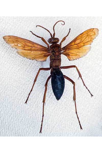 (Hemipepsis tamisieri)