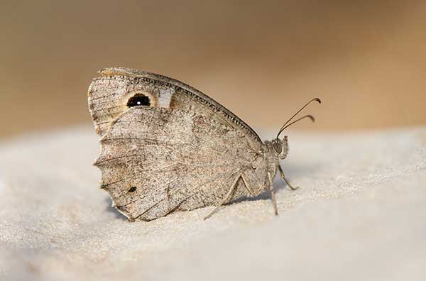 Skalnik statilinus (Hipparchia statilinus)