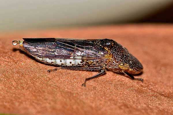 (Homalodisca liturata)