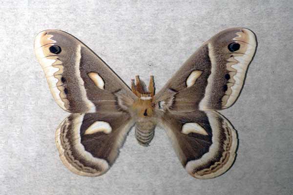 (Hyalophora cecropia)