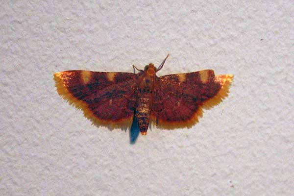  (Hypsopygia costalis)