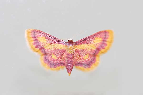Krocznik zorzak (Idaea muricata)