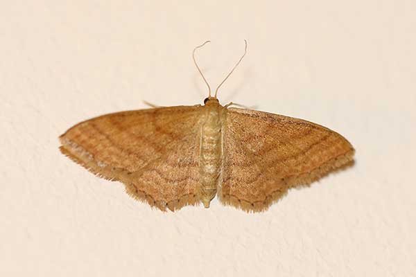 Krocznik ochrowiak (Idaea ochrata)