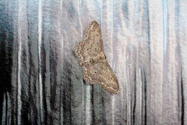 Krocznik rzędzik (Idaea seriata)