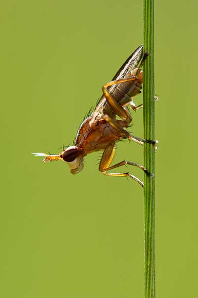 (Ilione albiseta)