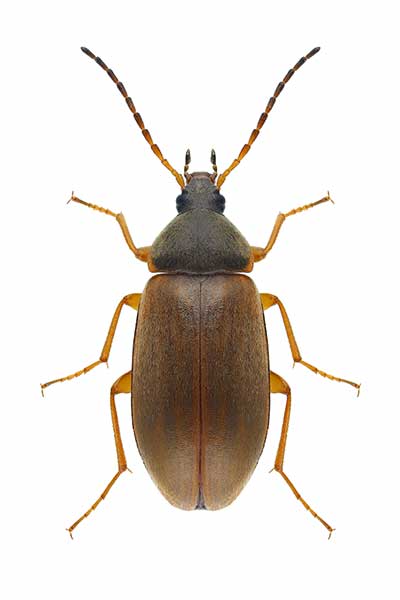 (Isomira murina)