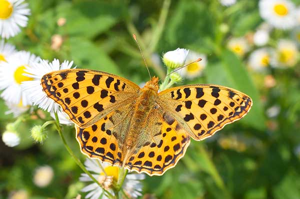 Dostojka latonia (Issoria lathonia)