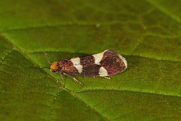 (Lampronia capitella)