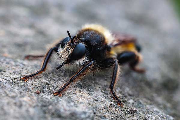 Wierzchołówka żółtowłosa (Laphria flava)