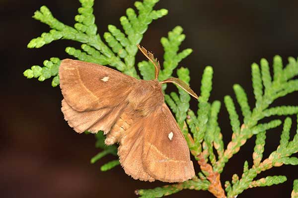 Barczatka koniczynówka (Lasiocampa trifolii)