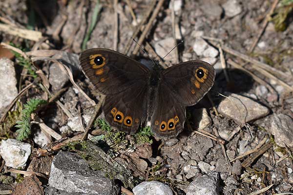 Osadnik petropolitana (Lasiommata petropolitana)