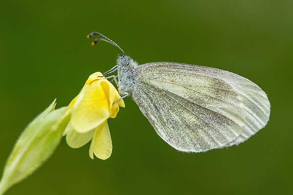 Wietek irlandzki (Leptidea juvernica)