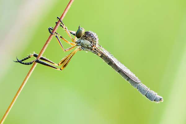 (Leptogaster cylindrica)