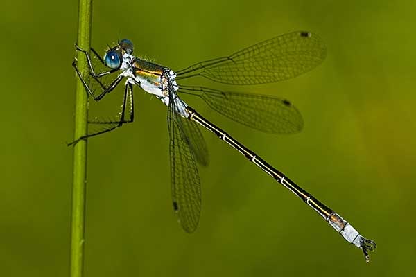Pałątka niebieskooka (Lestes dryas)