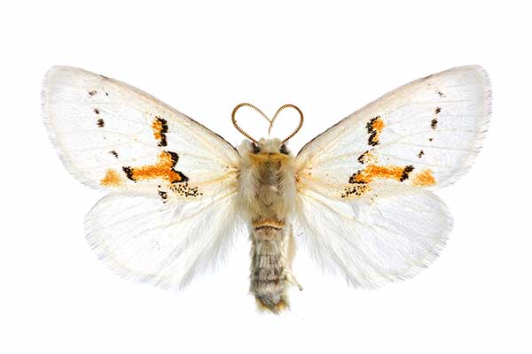 Białoząbka dwubarwica (Leucodonta bicoloria)