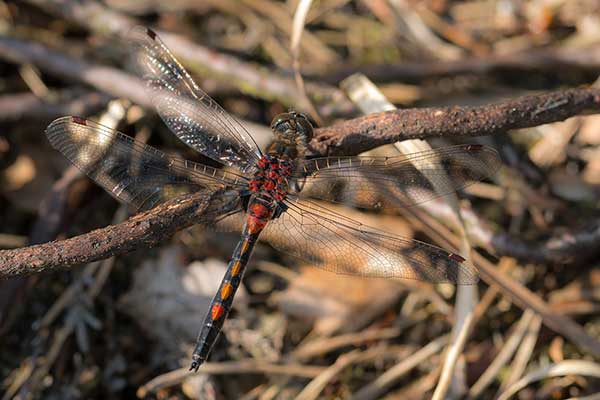 Zalotka czerwonawa (Leucorrhinia rubicunda)