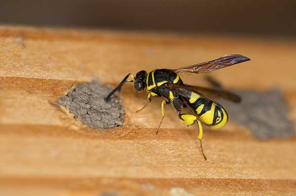 (Leucospis affinis)