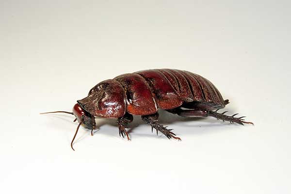 (Macropanesthia rhinoceros)