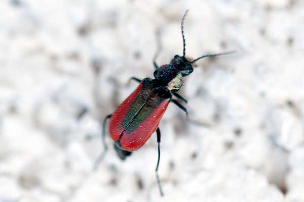 Bęblik rubinowy (Malachius rubidus)
