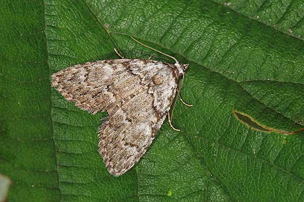 Rezelia paskowica (Meganola strigula)