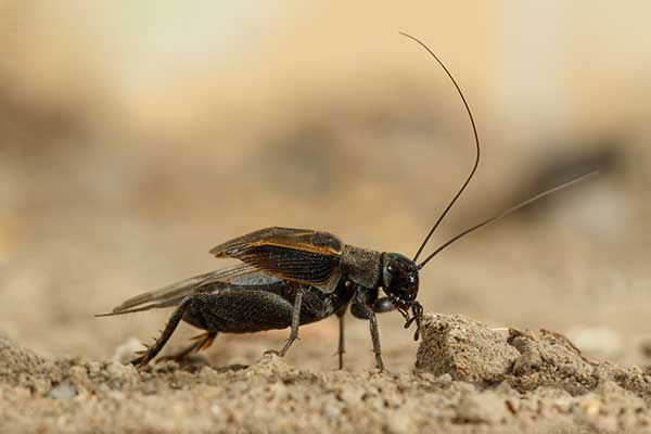 Świerszczyk stepowy (Melanogryllus desertus)