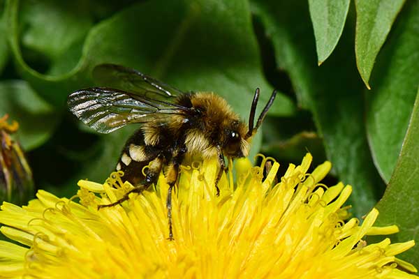 Brzęczka porobnicówka (Melecta albifrons)