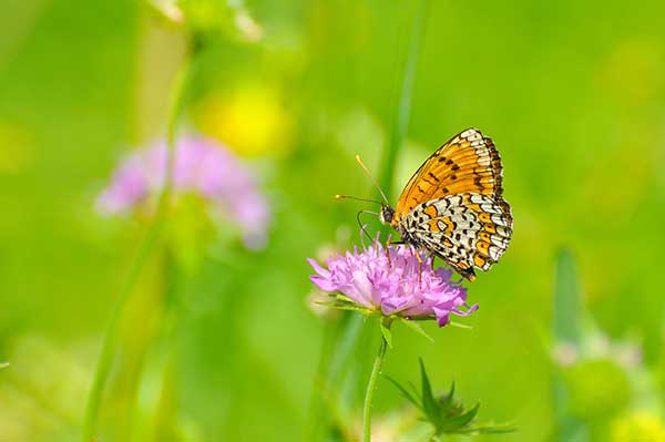 Przeplatka cinksia (Melitaea cinxia)