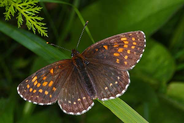 Przeplatka diamina (Melitaea diamina)