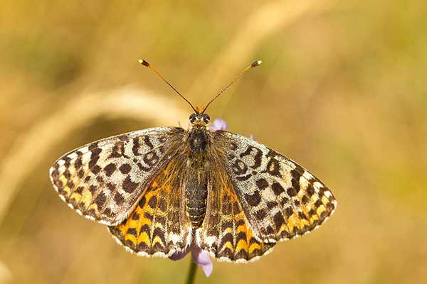 Przeplatka didyma (Melitaea didyma)