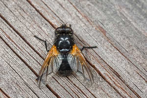 Odchodnica pastwiskowa (Mesembrina meridiana)