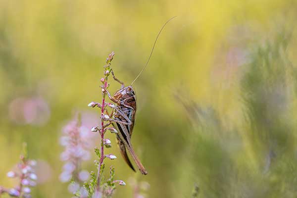 Podłatczyn zielonoplamek (Metrioptera brachyptera)