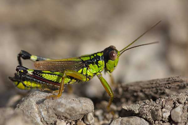 Mirka alpejska (Miramella alpina)