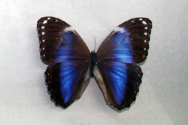 (Morpho achilles)
