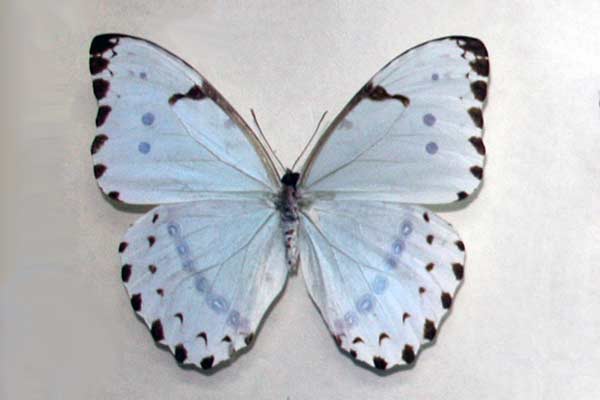 (Morpho catenarius)