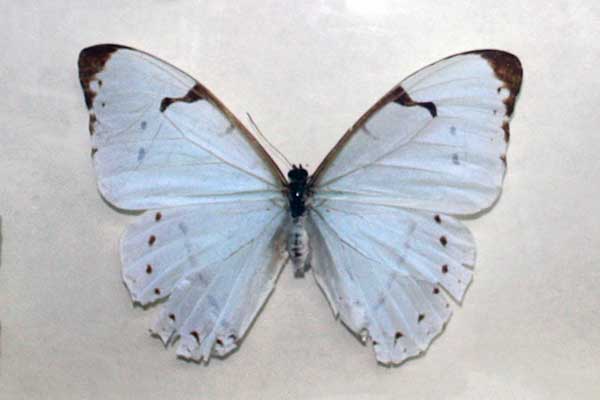(Morpho laertes)