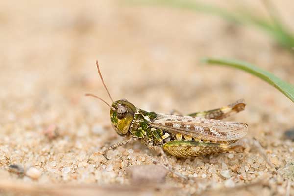 Pałkowiak plamisty (Myrmeleotettix maculatus)