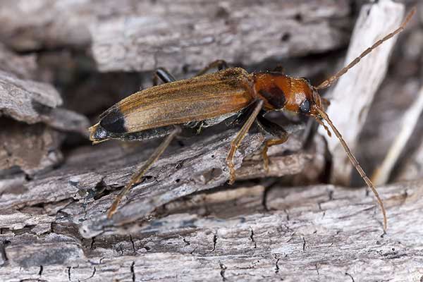 (Nacerdes melanura)