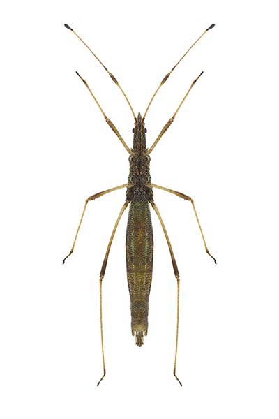 Smukleniec komarnicowaty (Neides tipularius)