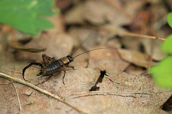 Piechotek leśny (Nemobius sylvestris)