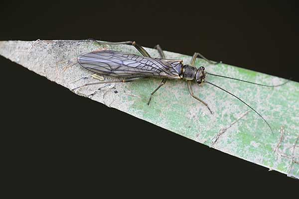 Nieszczeta żółtonoga (Nemoura cinerea)