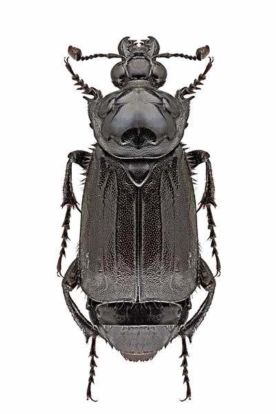 (Nicrophorus humator)