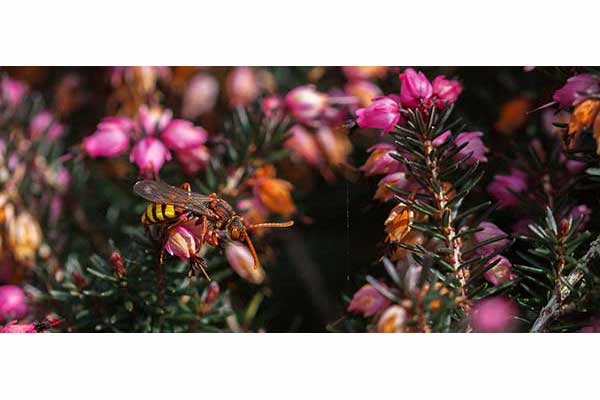 Koczownica rudorożna (Nomada ruficornis)