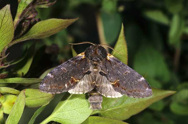 Garbatka dromaderka (Notodonta dromedarius)