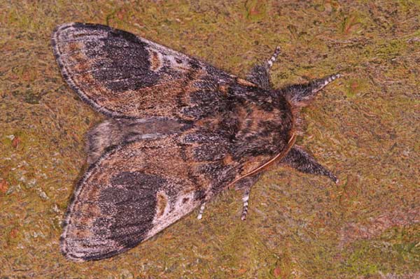 Garbatka miesięcznica (Notodonta tritophus)