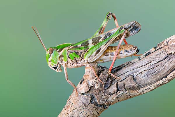 (Oedaleus decorus)
