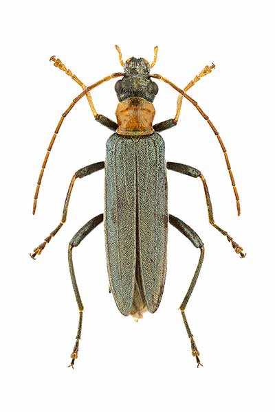 (Oedemera croceicollis)