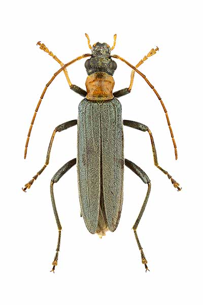  (Oedemera croceicollis)