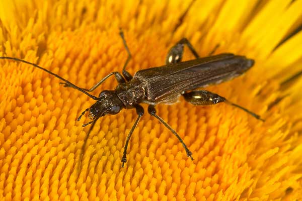 Lęszczyca wielka (Oedemera femorata)