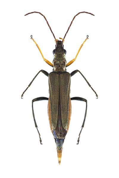 Zalęszczyca kózkowata (Oedemera flavipes)